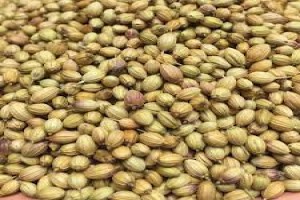Coriander seeds from Kenya